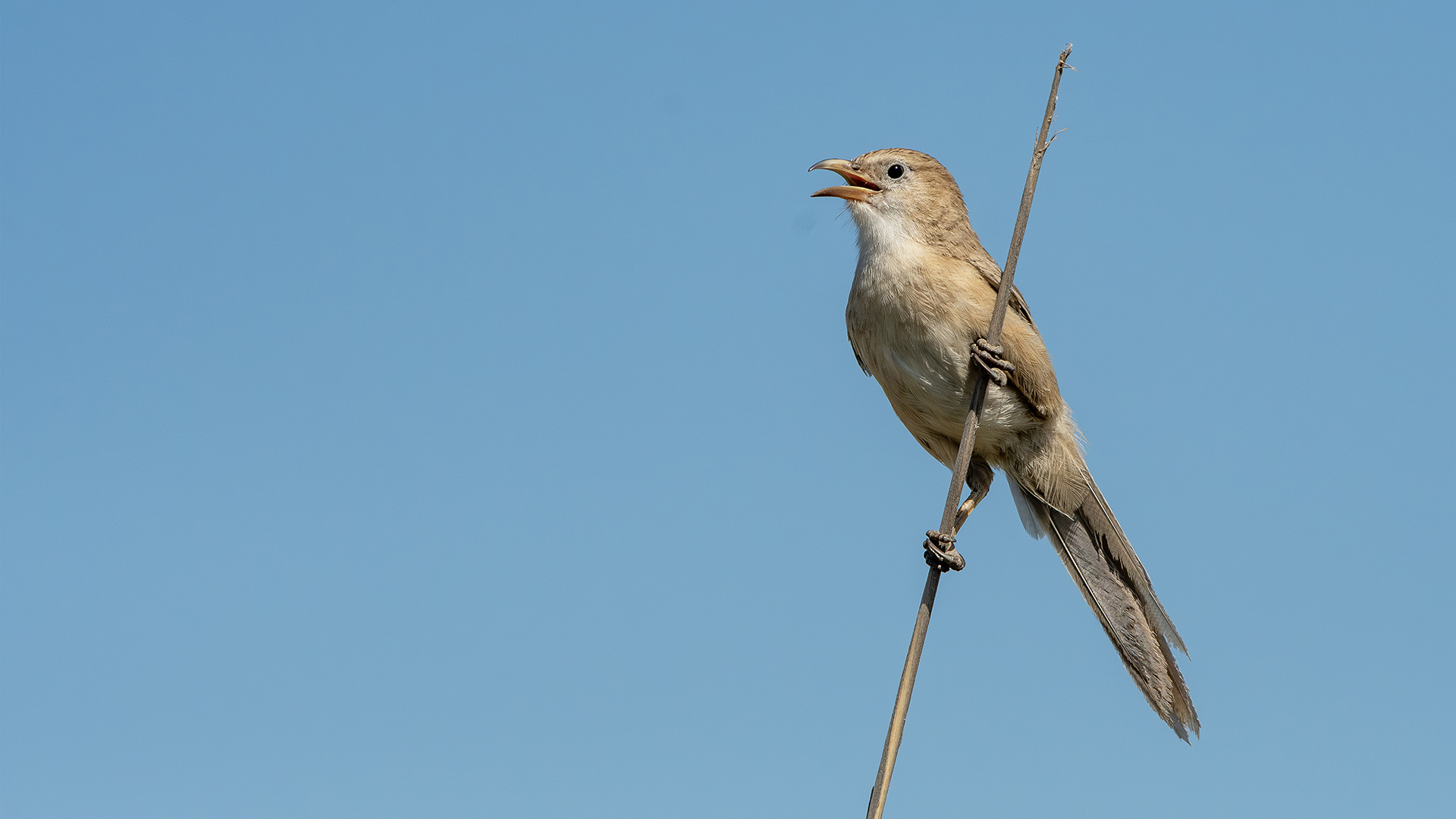 Iraq Babbler — Ana fotoğraf